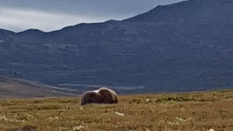 Moskussafari